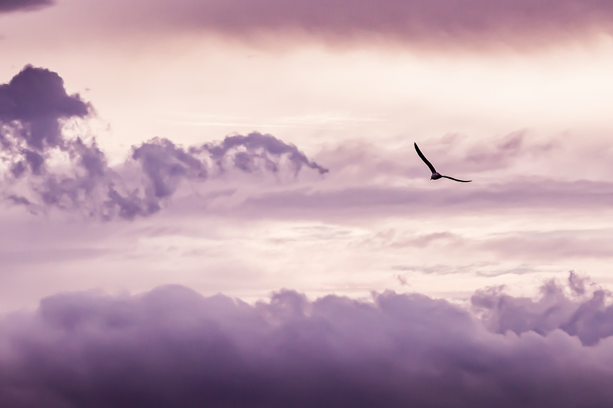 Taube fliegend im Himmel